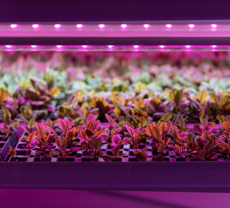 The Importance of Investing in Commercial Grow Lights