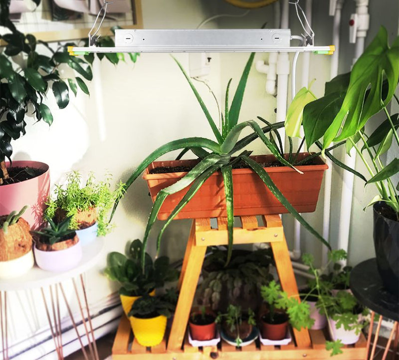 4 Signs Your Indoor Plants Could Benefit From Grow Lights