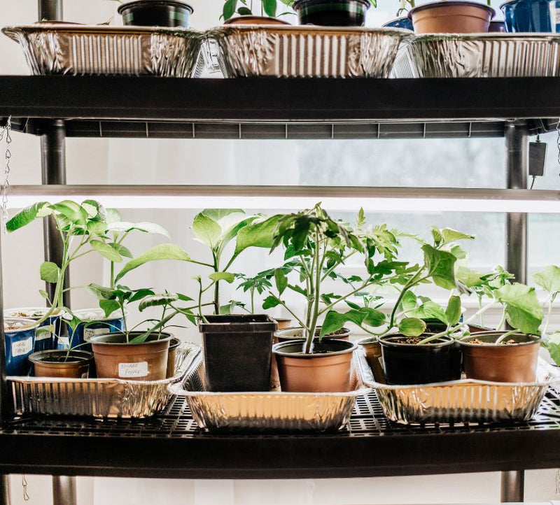 How Grow Lights Are Changing the Agriculture Landscape